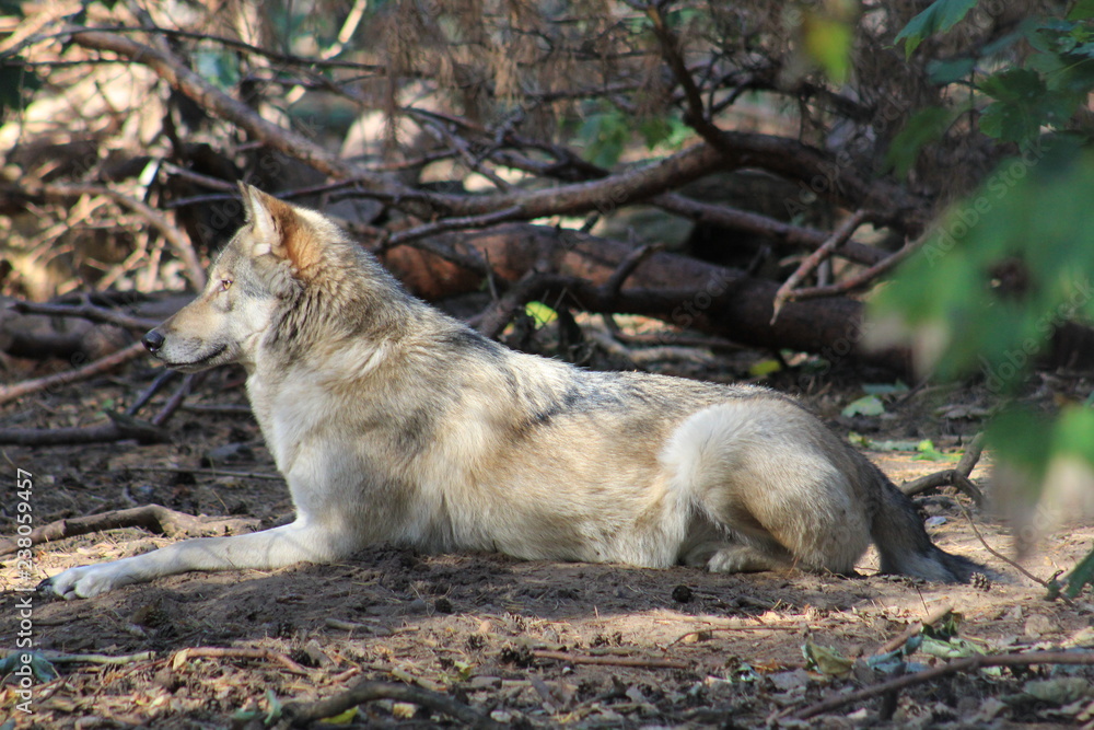 Fototapeta premium Wolf