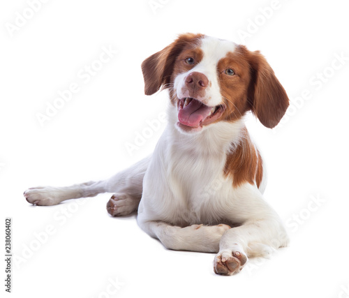 Brittany spaniel looking with smile