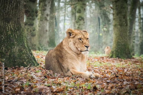 lion