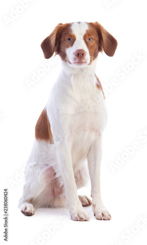 Brittany spaniel sitting