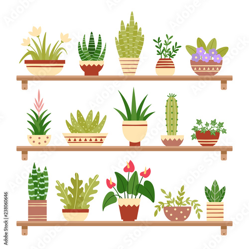 Houseplants on shelf. Flower in pot, potted houseplant and plant pots. Home plants on shelves isolated vector illustration