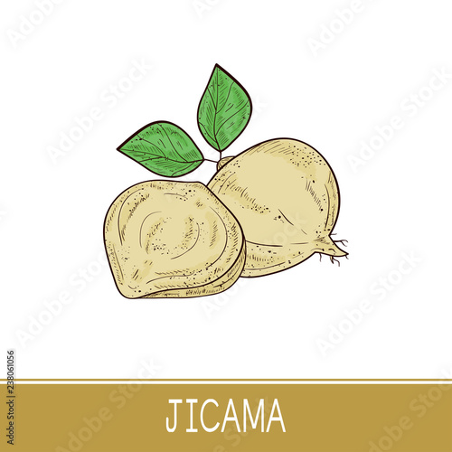 Jicama. Vegetable. Root, sheet. Sketch. Color.