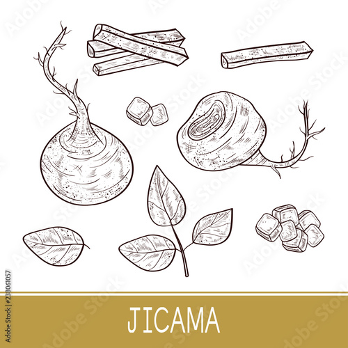 Jicama. Vegetable. Root, sheet, piece, cube. Sketch. Monophonic.