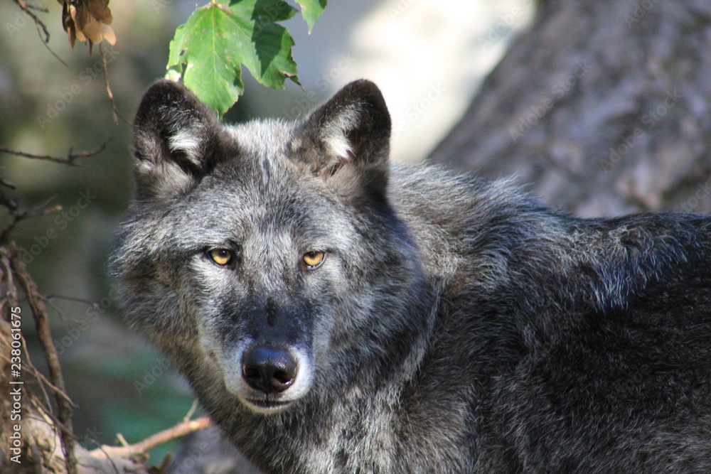 Wolf