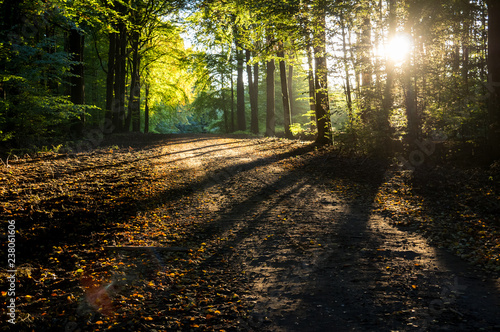 Road in the forest with sunset