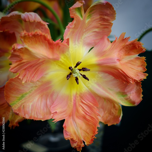 parrot tulip