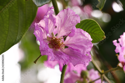 Lagerstroemia pattern in Thai