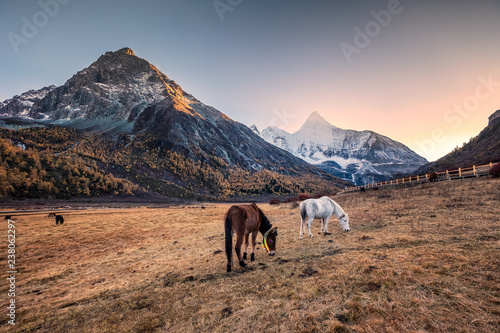 Herd of horse in meadow with Yangmaiyong holy mountain at sunset photo