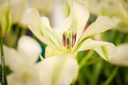  tulip