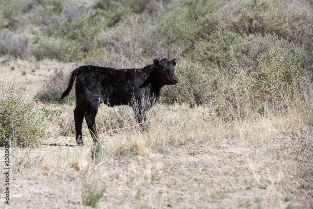 Fototapeta premium free range cattle