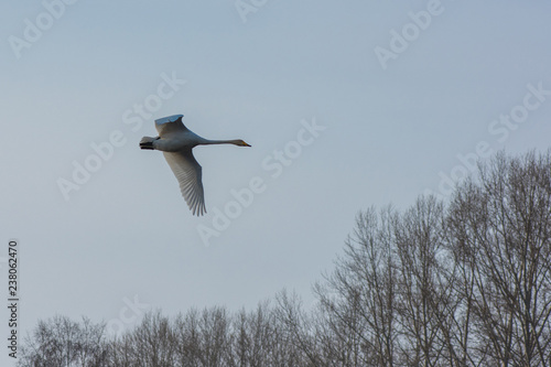 Flying white whooping swan, Altay, Siberia, Russia. photo