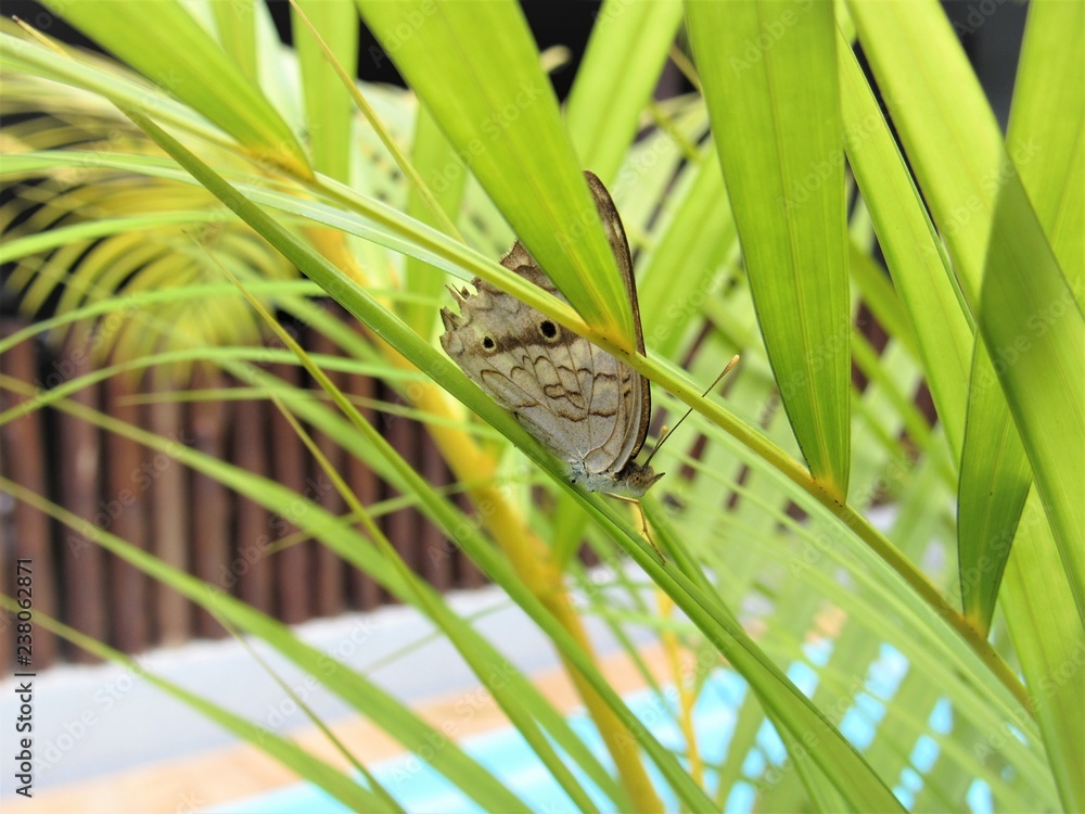 Obraz premium Borboleta