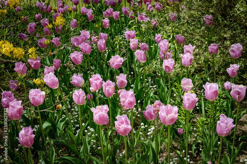 tulip