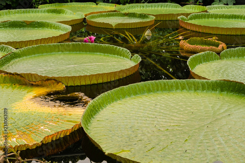 Giant lily pad