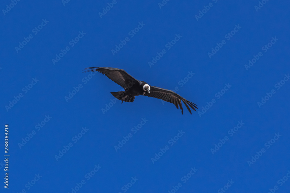 Obraz premium Condor in the cloudless sky