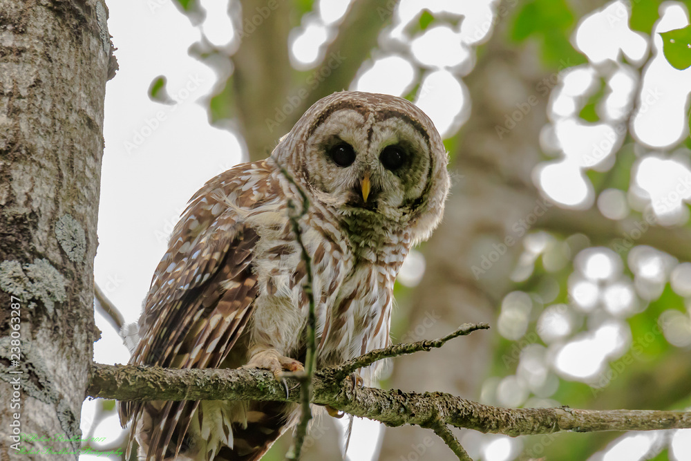 Obraz premium BARRED OWL