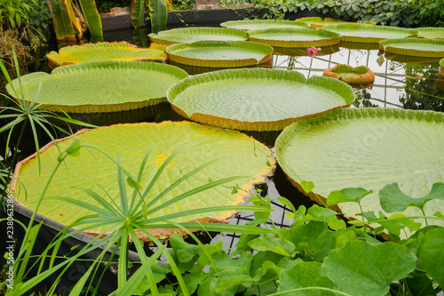 Giant lily pad