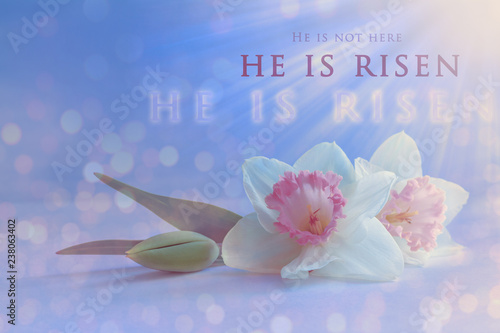 Christian Easter card. 'He is risen' text on a soft spring daffodil blossom background with bright ,delicate, pastel colors.Jesus Christ resurrection, religious Easter concept