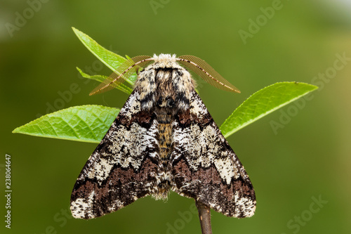 The oak beauty (Biston strataria) photo