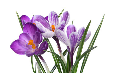Wandcirkels Krokussen Violette krokussen in het voorjaar  © hcast
