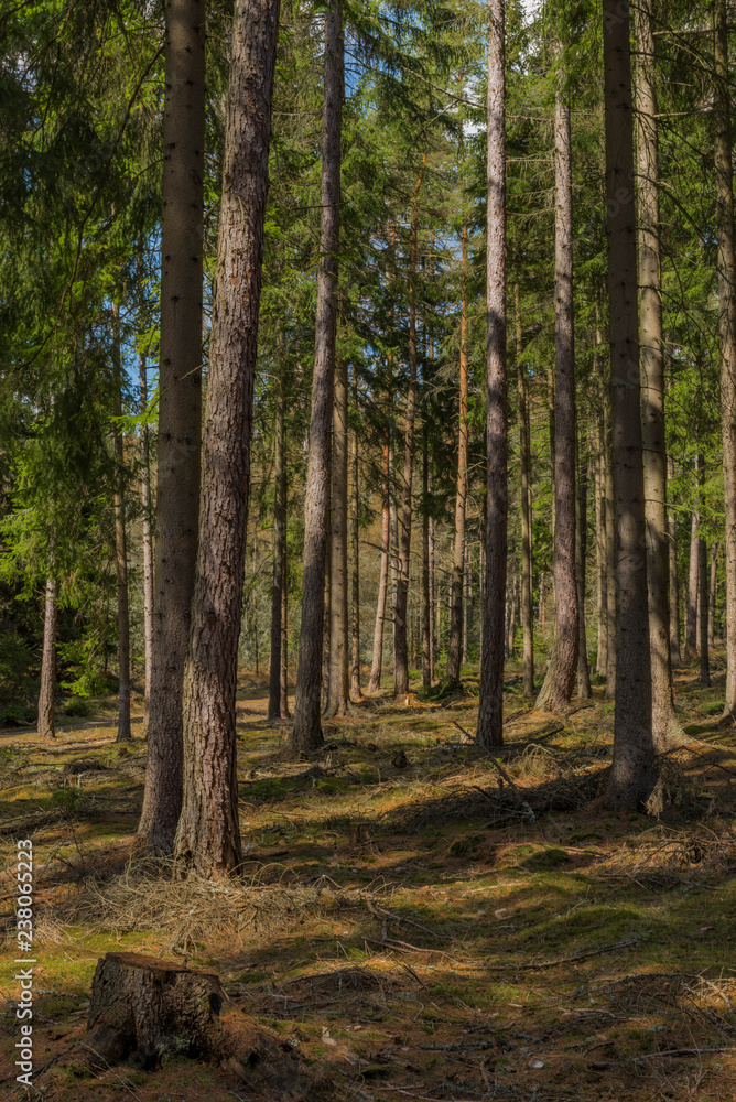 Spruce and pine tree forest in spring day in Slavkovsky Les national park Spruce and pine tree forest in spring day in Slavkovsky Les national park