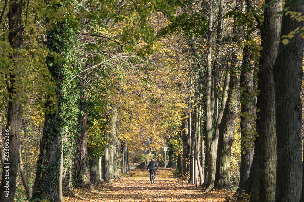 Naklejka premium Blätter, Herbst, Radfahrer,
