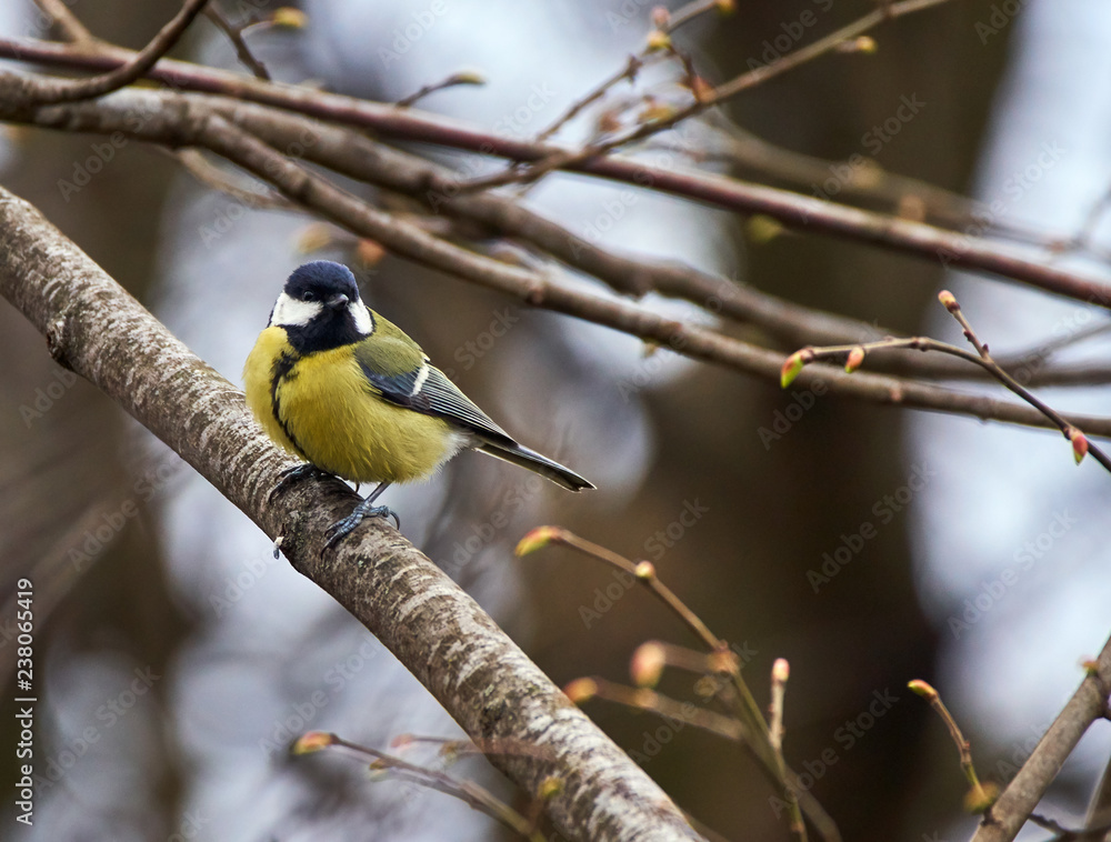 Fototapeta premium Great tit on a branch