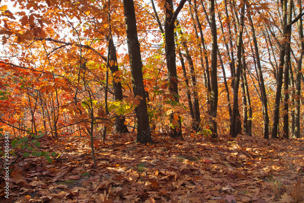 Beautiful autumn trees and bushes in the forest. Orange and red trees illuminated by the sun. Fallen leaves. Calm sunny day. Beautiful autumn trees and bushes in the forest. Orange and red trees illuminated by the sun. Fallen leaves. Calm sunny day.
