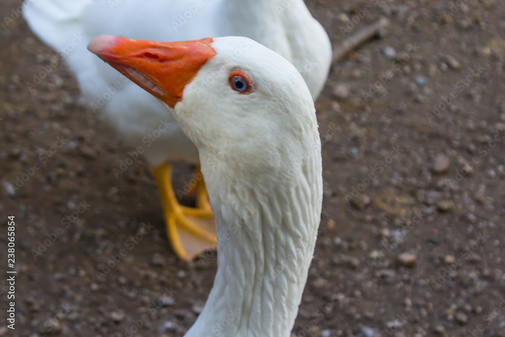 Fototapeta premium big white duck