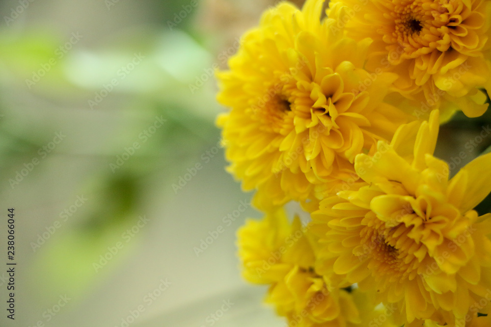 Obraz premium Marigold in garden