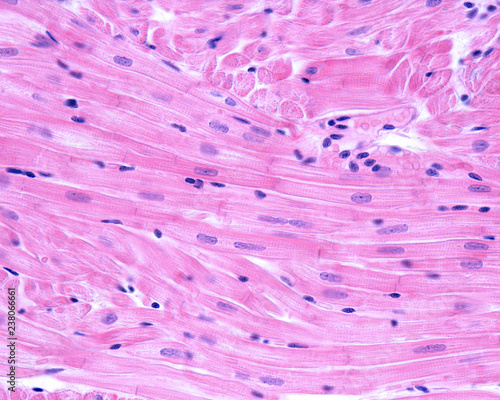 Myocardium. Cardiac muscle fibers photo