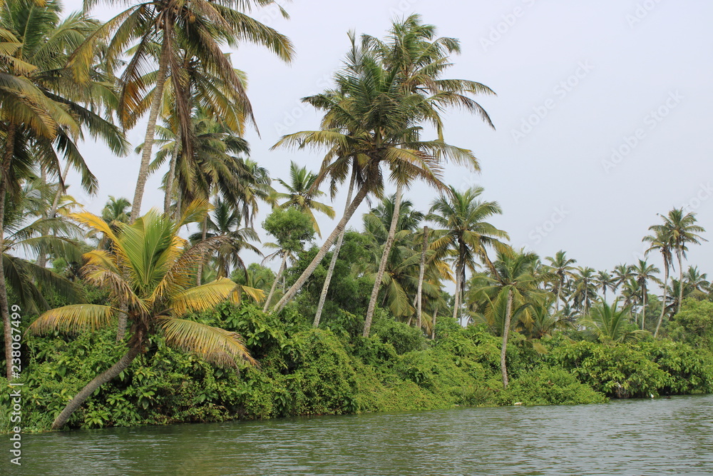 palm trees on Poovar Island