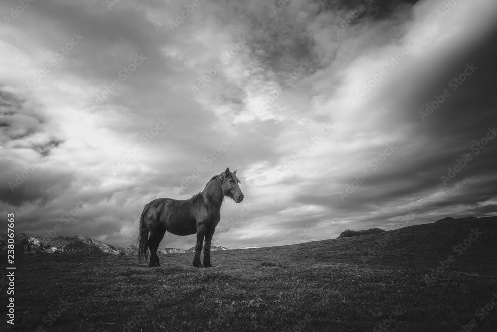 Cheval noir Cheval noir
