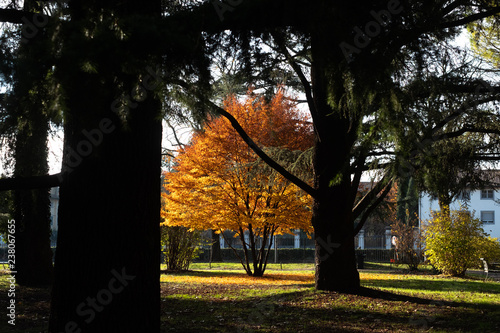 Tree of gold