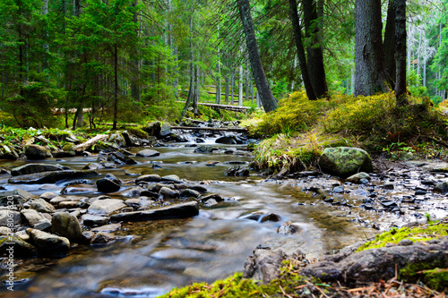 Mountain river flowing through the green forest. Stream in the wood. photo