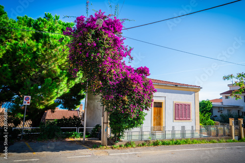 House near the road with green trees and lamppost covered with violet flowers