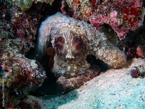 A Common Octopus (Octopus cyanea) in the Indian Ocean