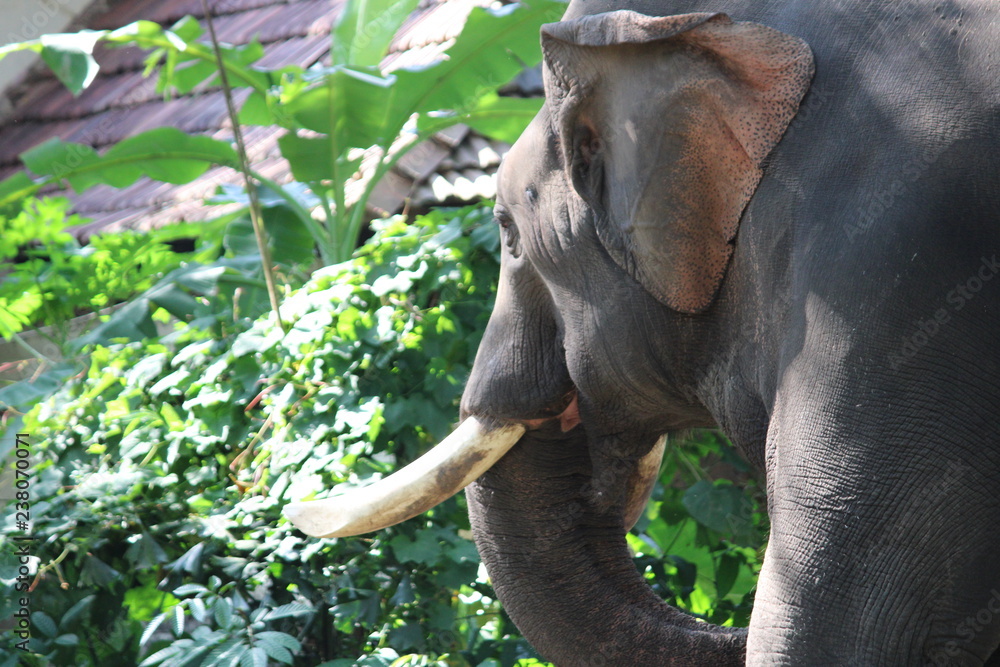 Naklejka premium elephant teeth