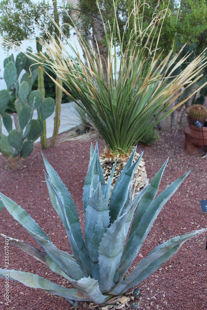 Native Garden