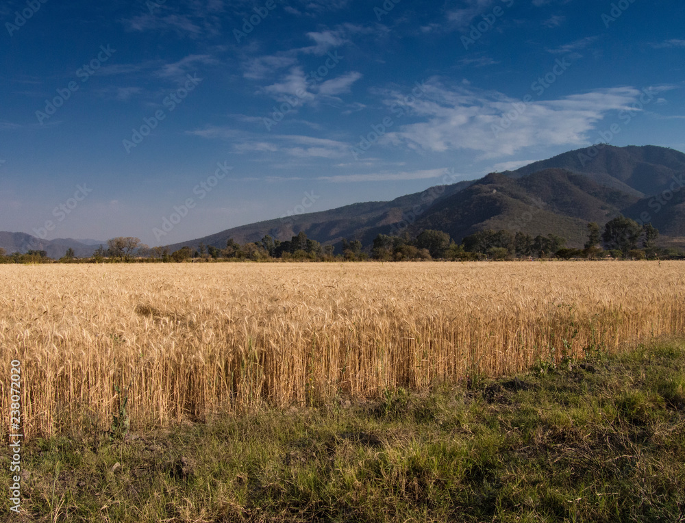 Obraz premium Campo de cultivo