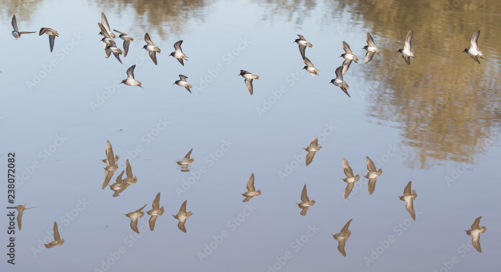 Naklejka Group of birds flying over the water casting a reflection
