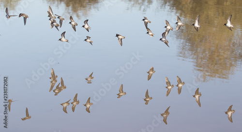 Group of birds flying over the water casting a reflection © feeferlump
