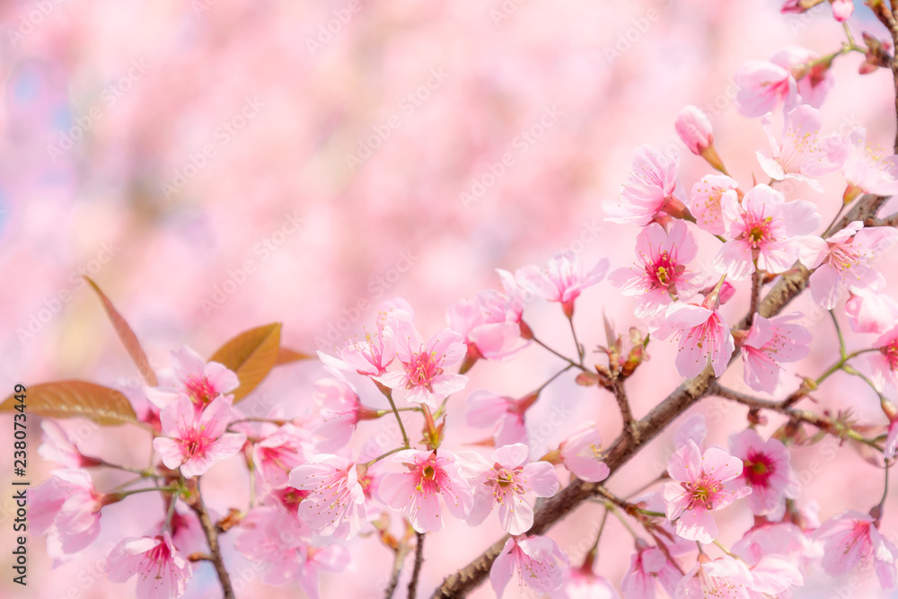 Beauty in nature of pink spring cherry blossom in full bloom  under clear blue sky.