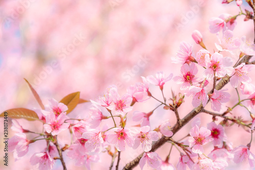 Beauty in nature of pink spring cherry blossom in full bloom  under clear blue sky.