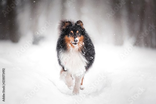 Frozen sheltie dog standing in snow in park with one rise paw. side view with blurred background