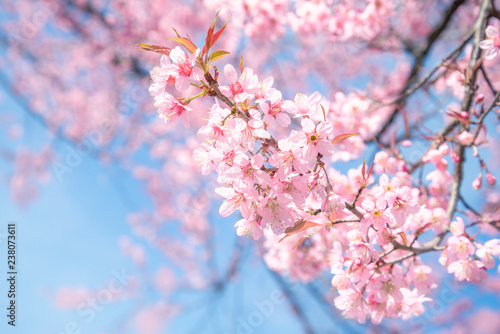 Beauty in nature of pink spring cherry blossom in full bloom under clear blue sky.