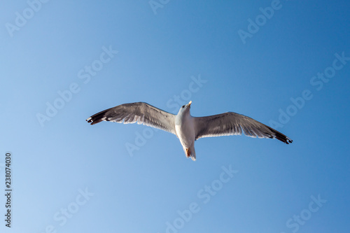 Soaring seagull hunting in the greece island of thassos