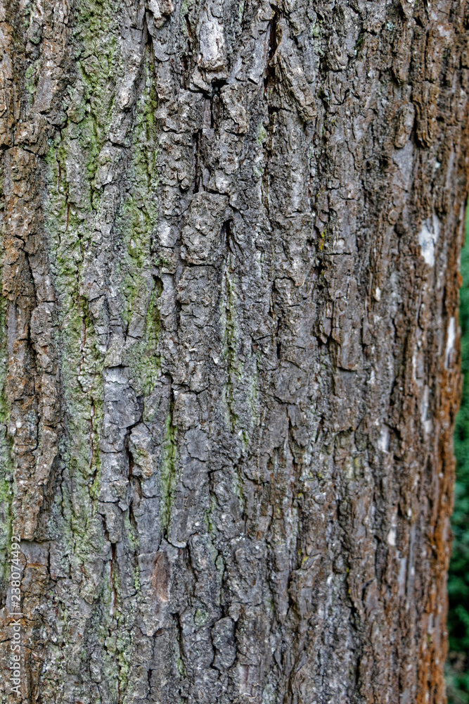 Obraz premium Baumrinde