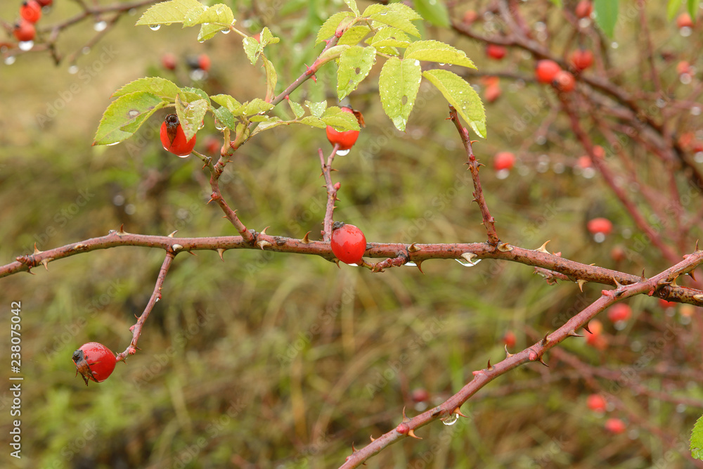 Fruits of wild rose after rain