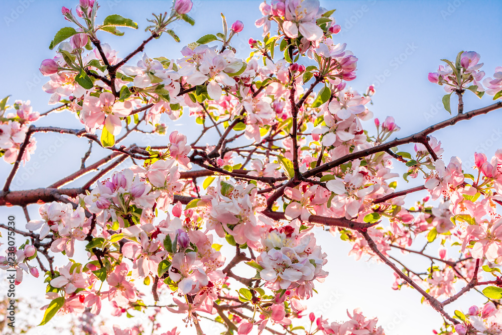 Pink cherry blossom isolated on sky background, flowering branch with sakura flowers Pink cherry blossom isolated on sky background, flowering branch with sakura flowers